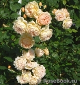 Crown Princess Margareta® Crown Princess Margareta®