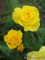 Friesia Friesia