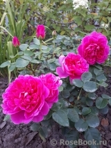 Princess Anne Princess Anne