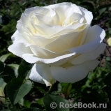 Chopin Chopin
