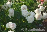 Madame Anisette ® Madame Anisette ®