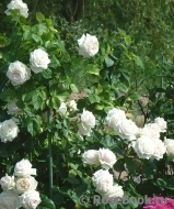 Madame Anisette ® Madame Anisette ®