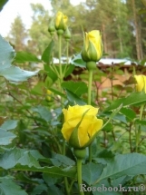 Friesia Friesia