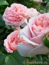 Abraham Darby Abraham Darby