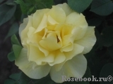 Friesia Friesia