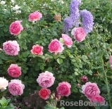 Princess Alexandra of Kent Princess Alexandra of Kent