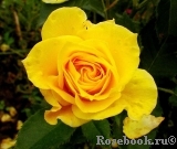 Friesia Friesia