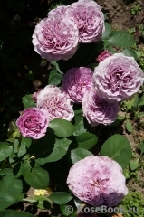 Lavender Ice Lavender Ice