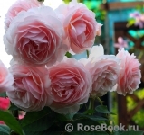 A Shropshire Lad A Shropshire Lad