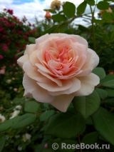 A Shropshire Lad A Shropshire Lad