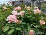 A Shropshire Lad A Shropshire Lad