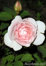 Morden Blush Morden Blush