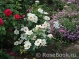 Jacqueline du Pre 
