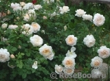 Crocus Rose® Crocus Rose®