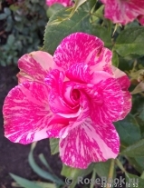 Pink Intuition Pink Intuition