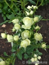 Lovely Green ® Lovely Green ®
