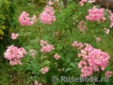 Heavenly Pink Heavenly Pink