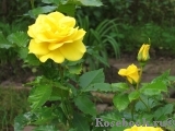 Friesia Friesia