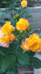 Gartenspass ® Gartenspass ®
