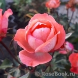 Jardins de France 