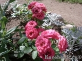 Lovely Lydia® Lovely Lydia®