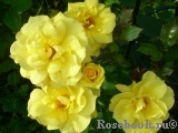 Friesia Friesia