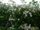 Paul’s Himalayan Musk Paul’s Himalayan Musk