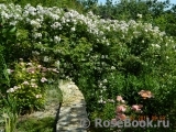 Paul’s Himalayan Musk 