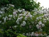 Paul’s Himalayan Musk Paul’s Himalayan Musk
