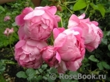 The Alnwick Rose The Alnwick Rose