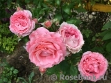 Corail gelee Corail gelee