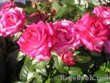 Rose Gaujard Rose Gaujard