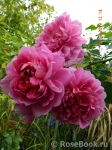Princess Anne Princess Anne