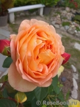 Lady of Shalott Lady of Shalott