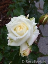 Alabaster Alabaster