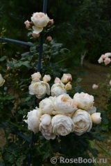 Uetersener Klosterrose Uetersener Klosterrose