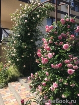 Blossomtime Blossomtime