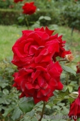 Le Rouge et le Noir Le Rouge et le Noir