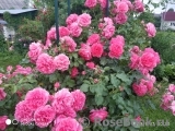 Rosarium Uetersen Rosarium Uetersen