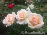 Chandos Beauty Chandos Beauty