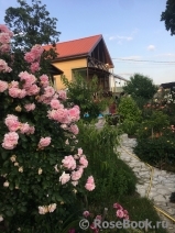 Blossomtime Blossomtime