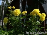 Friesia Friesia