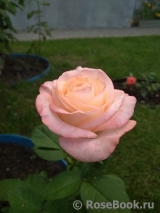 Belle Perle Belle Perle