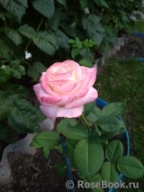 Belle Perle Belle Perle