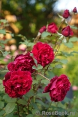 Velvet Fragrance Velvet Fragrance