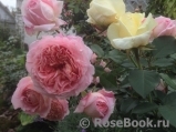 Abraham Darby Abraham Darby