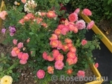 Briosa ® Briosa ®