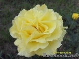 Friesia Friesia