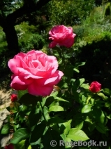 Caprice de Meilland Caprice de Meilland