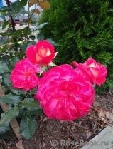 Midsummer Midsummer